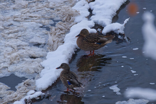 Mallard Ducks in the River