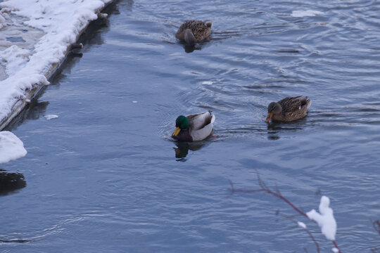 Mallard Ducks in the River