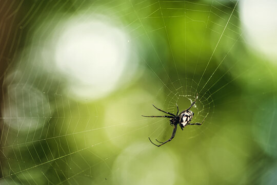 Close up Macro The Golden Orb-weaver Spider on web
