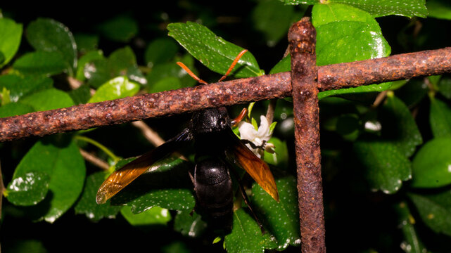 The selected region highlights a tiny white flower, but the insect perched right next to it is a Spider Wasp, most likely a type of Tarantula Hawk Wasp (genus Pepsis or Hemipepsis). 