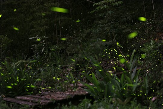 Beautiful firefly trails in Nantou County, Taiwan. Long Exposure. Scientific name: Lampyridae
