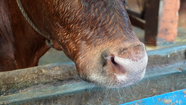 Extreme close-up of cow nose and mouth.