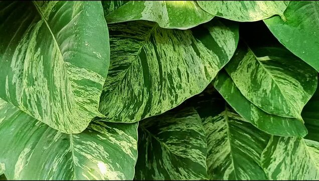 Sirih Gading Emas (Epipremnum aureum): a thriving plant with broad leaves featuring green and white variegation.
