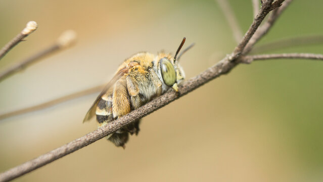 Beautiful close-up of a fuzzy bee with green eyes perched on a dry twig.