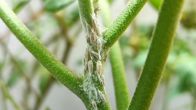 Mealybugs (Pseudococcidae) colony infesting a plant stem. Common agricultural pest affecting garden flora
