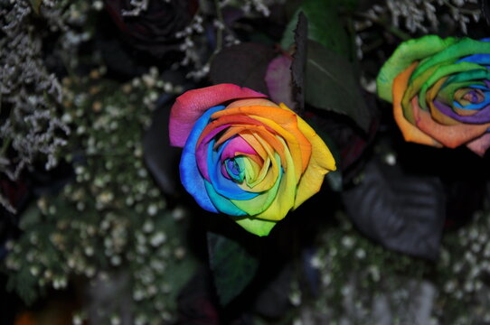 Rose rainbow