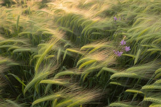 Snake slithering through green grassy field