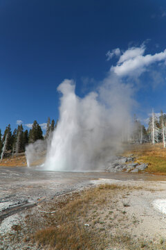 Powerful geyser eruption with drifting steam in Yellowstone
