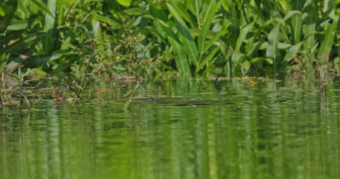 Little grebe, Tachybaptus ruficollis, diving in freshwater pond with lush green plants. Natural bird behavior in wetland habitat for nature documentary use, slow motion.