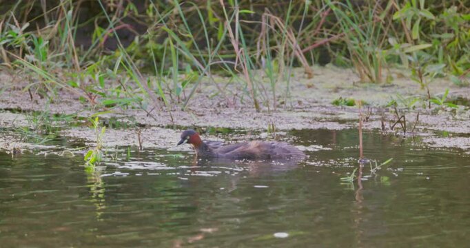 Little grebe swimming in pond, Tachybaptus ruficollis in natural wetland habitat, wildlife behavior in marsh environment, documentary nature scene, slow motion.