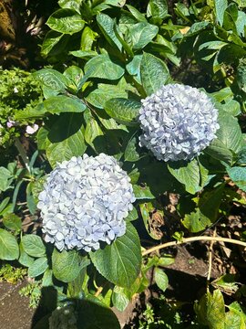white rose bush