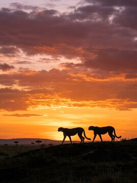 Two Cheetahs Silhouetted Against a Vibrant African Sunset Sky.