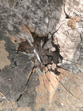 Weathered Tree Stump Showing Detailed Wood Grain and Growth Rings