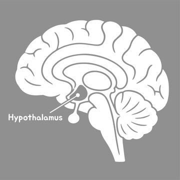 Hypothalamus brain anatomy diagram showing human central nervous system structure for medical and scientific educational purposes
