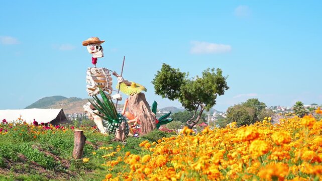 Bright orange marigold plantation with a skeleton catrina figure for day of the dead celebration in Mexico