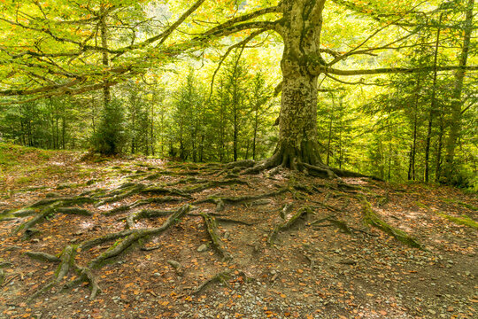Spain, Aragon, Torla.  The root system of a large beech tree in Ordesa Y Monte Perdido National Park.  Trail to the Gradas Soaso Waterfalls