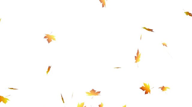 falling autumn maple leaves overlay on transparent background, realistic yellow orange maple leaves falling.
