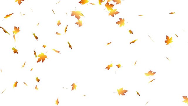 falling autumn maple leaves, autumn leaf fall animation background overlay.