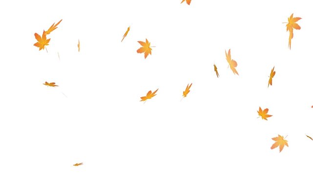 flying autumn maple leaves, autumn leaf fall background overlay loopable.
