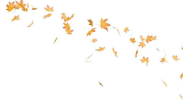 Flying autumn maple leaves overlay on transparent background. realistic orange maple leaf falling animation.