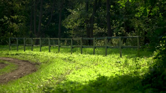 Peaceful Green Forest Path with Wooden Fence in Summer