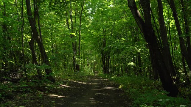 Dense Green Summer Forest with Natural Woodland Path