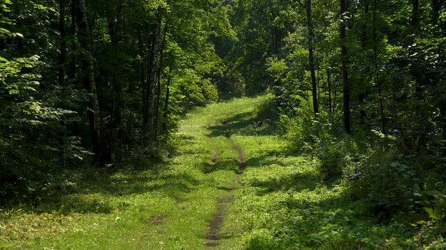 Sunny Forest Trail Through Lush Green Woodland