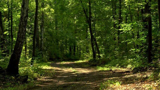 Beautiful Green Forest Road in Summer Sunlight