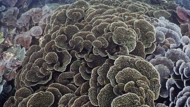 Beautiful underwater footage of mushroom coral reef ecosystem in the ocean