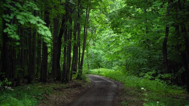 Dirt Road Leading Through Dense Green Summer Forest