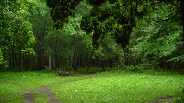 Green Forest Clearing with Path in Summer Woodland