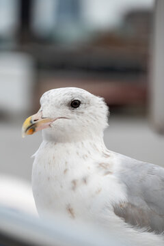 Closeup of Seagull