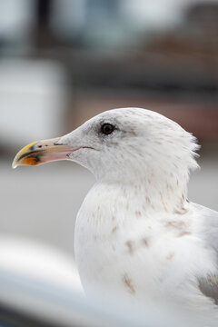 Closeup of Seagull