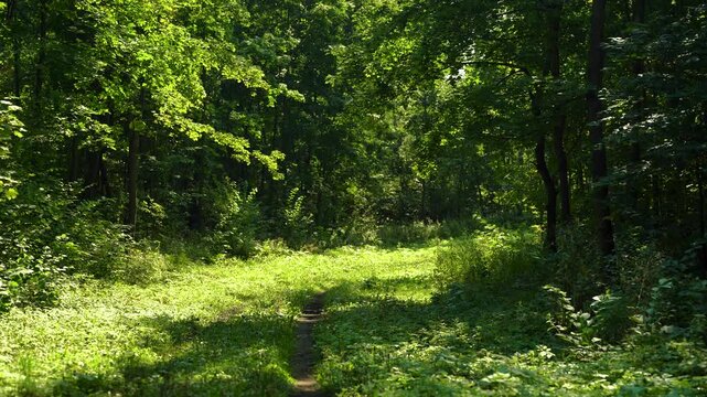 Sunny Green Forest Clearing Surrounded by Trees