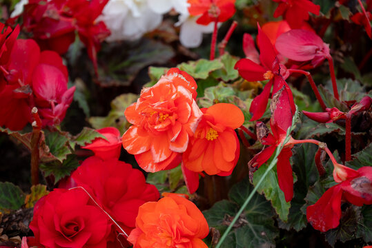 red roses in garden