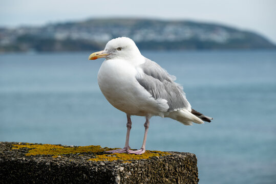 seagull closeup