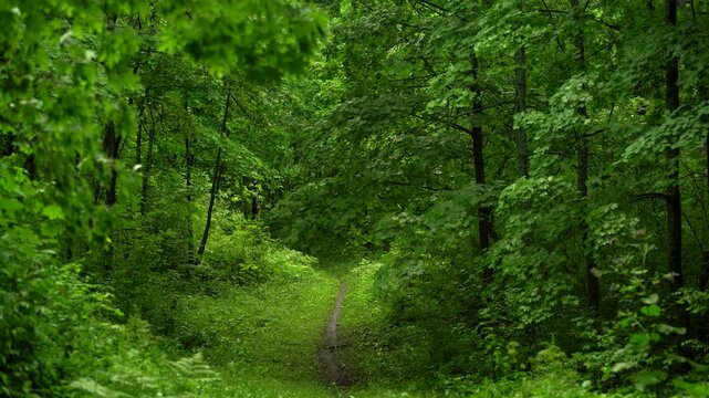 Narrow Green Trail Through Dense Summer Woodland