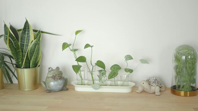 Decorating a shelf with plants and objects