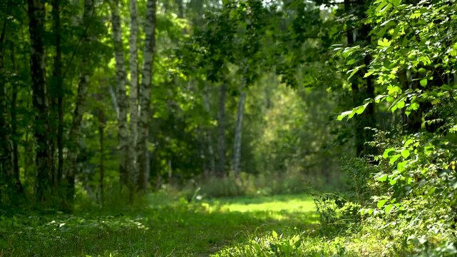 Sun Rays Shining Through Green Summer Forest
