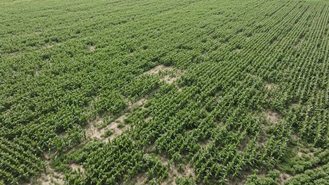 Vegetated strips protecting farmland from runoff and erosion, realistic sustainable agriculture & food technology with precision monitoring, efficient resource management