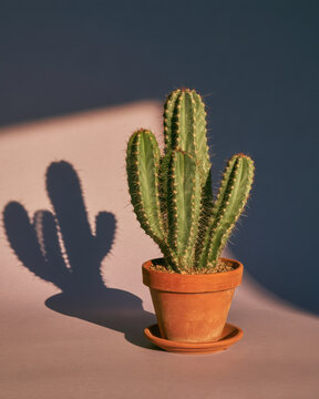 Green cactus in a terracotta pot casting a dramatic shadow across a two-tone background, creating a bold minimalist botanical still life in warm sunlight.