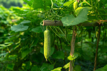 Fresh green cucumber hanging on a vine in a vegetable garden, organic farming concept with lush foliage and natural sunlight © ridwanhassan