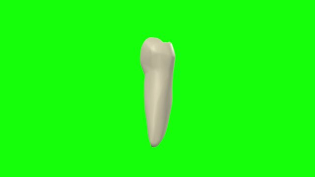 Left Lower First Secondary Premolar Tooth Rotation Green Screen CC BY