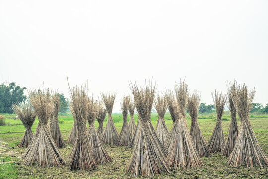 Bundles of harvested jute plants standing upright to dry in a rural agricultural field under a bright sky