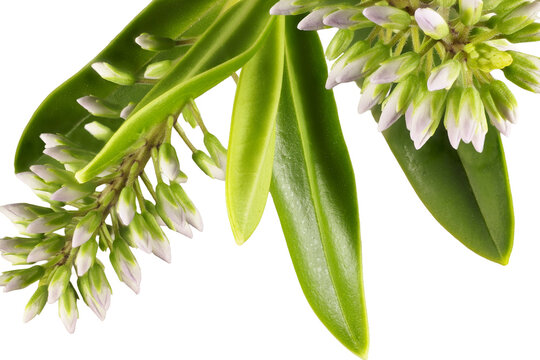 Isolated stem of Hebe 'Wiri Image' flowers and foliage