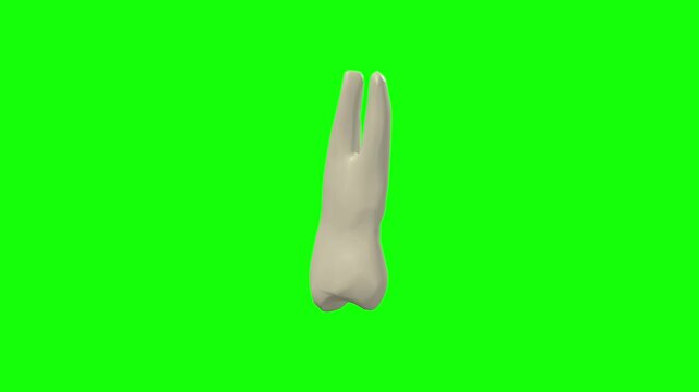 Left Upper First Secondary Premolar Tooth Rotation Green Screen CC BY
