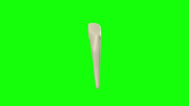 Left Lower Central Secondary Incisor Tooth Rotation Green Screen CC BY
