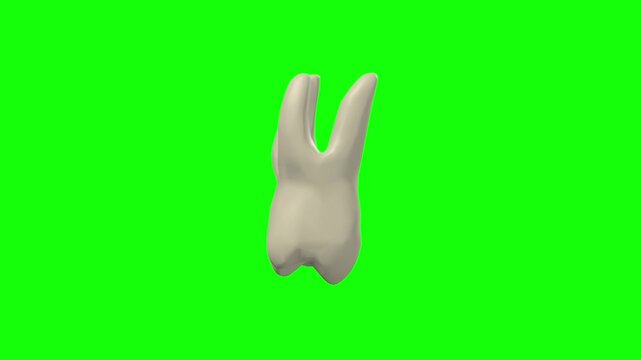 Left Upper Second Secondary Molar Tooth Rotation Green Screen CC BY