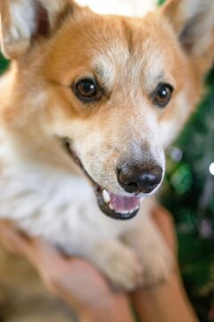 Adorable Corgi Dog Portrait with Paws in Hands of Owner. Heartwarming Moment Captured in Detail.