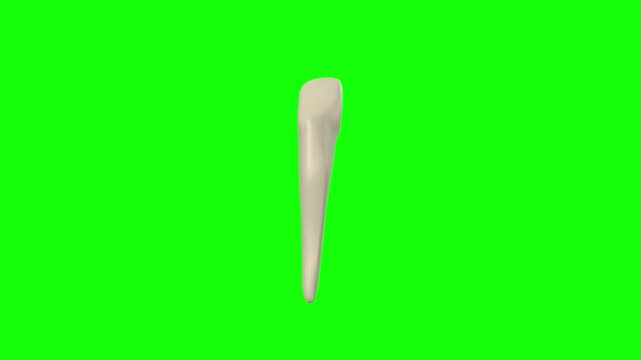 Right Lower Central Secondary Incisor Tooth Rotation Green Screen CC BY